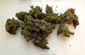 Does the Bible Talk About Weed?